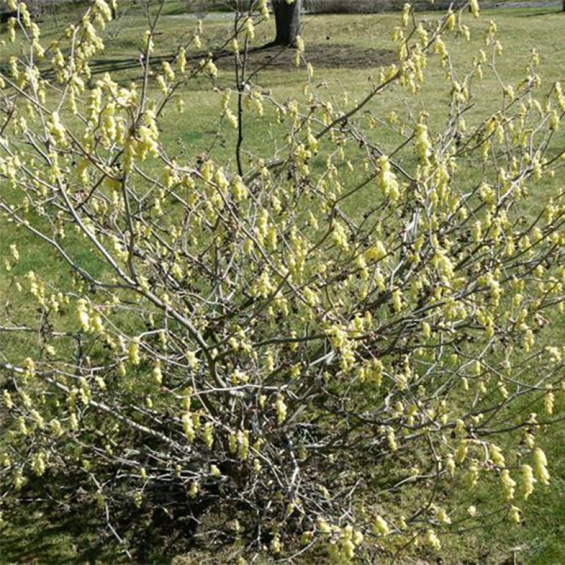 Corylopsis willmottiae Spring Purple - Faux noisetier (Port)