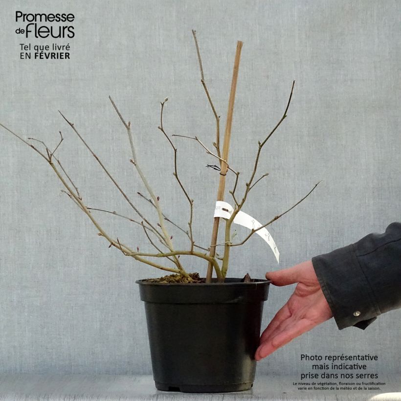 Spécimen de Corylopsis willmottiae Spring Purple - Faux noisetier Pot de 2L/3L tel que livré en hiver