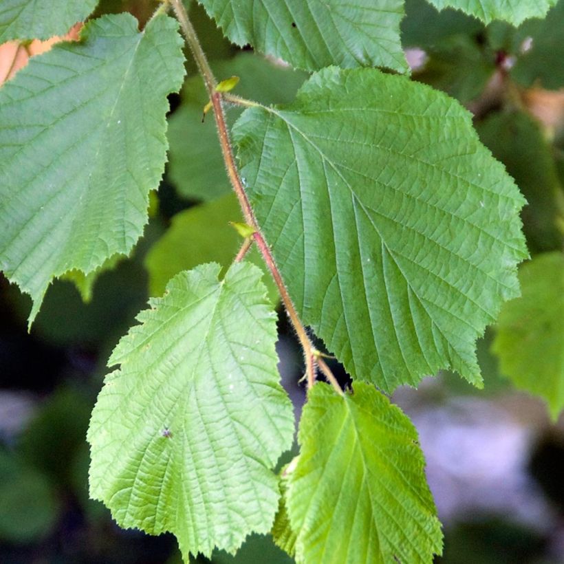 Noisetier commun - Corylus avellana en racines nues (Feuillage)