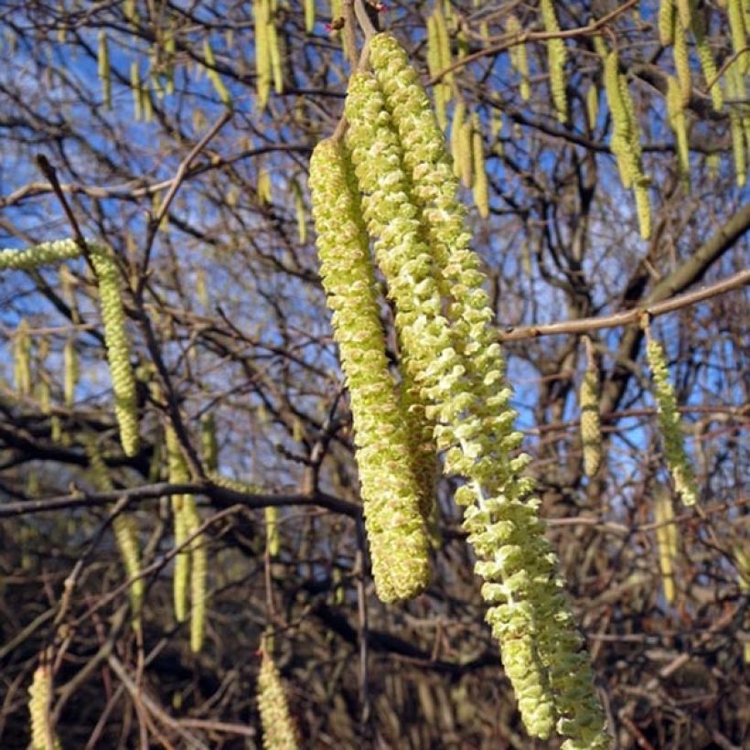 Noisetier commun - Corylus avellana en racines nues (Floraison)