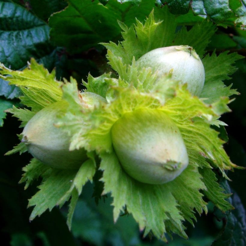 Noisetier commun - Corylus avellana en racines nues (Récolte)