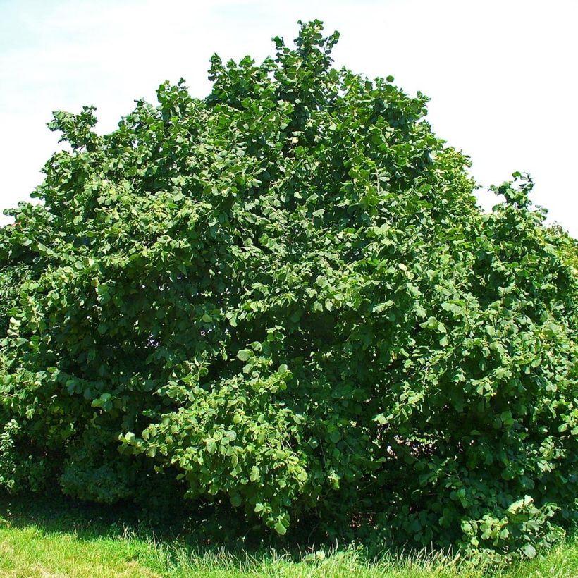 Noisetier commun - Corylus avellana en racines nues (Port)