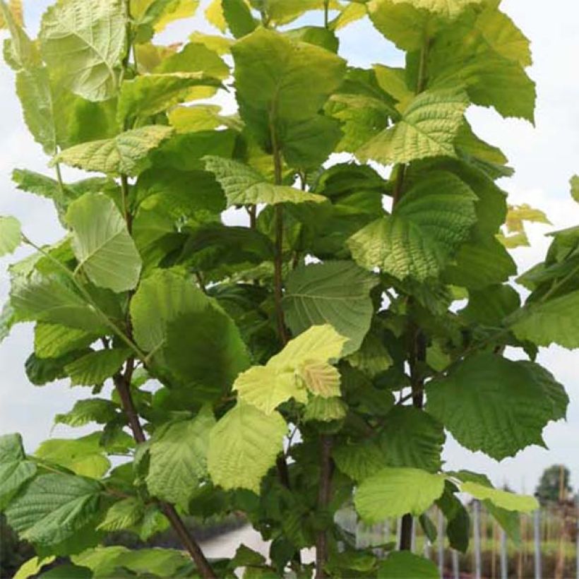 Corylus avellana Aurea - Noisetier doré. (Feuillage)