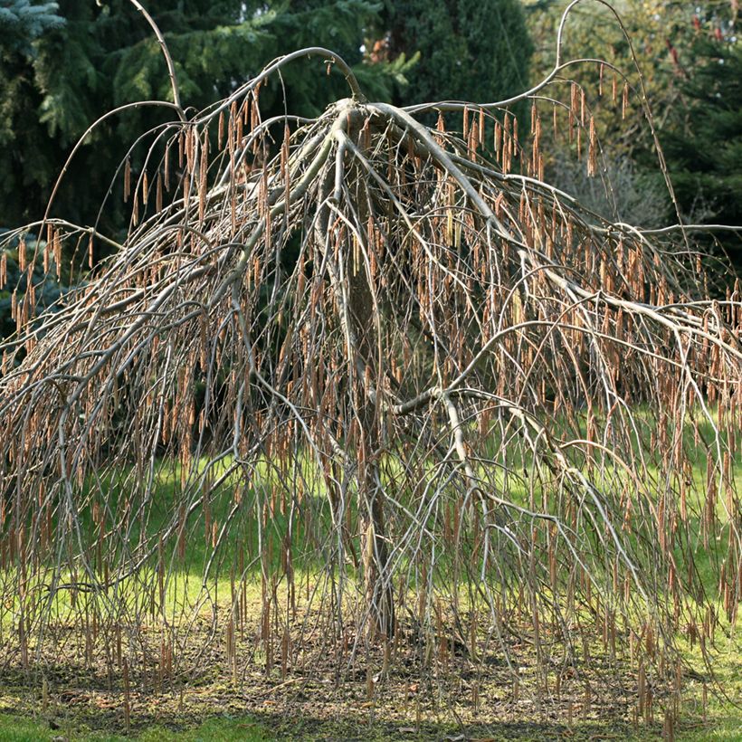 Noisetier pleureur - Corylus avellana Pendula (Port)