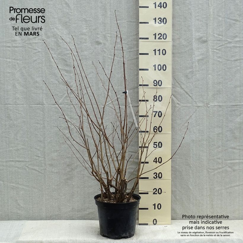 Spécimen de Corylus avellana Rode Zellernoot - Noisetier pourpre Pot de 7,5L/10L tel que livré en hiver