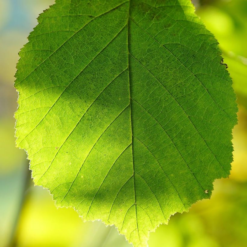 Corylus avellana Webbs Prize Cobb - Noisetier commun (Feuillage)