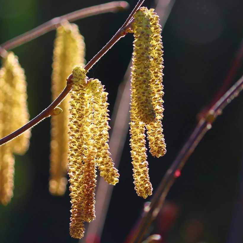 Corylus avellana Webbs Prize Cobb - Noisetier commun (Floraison)