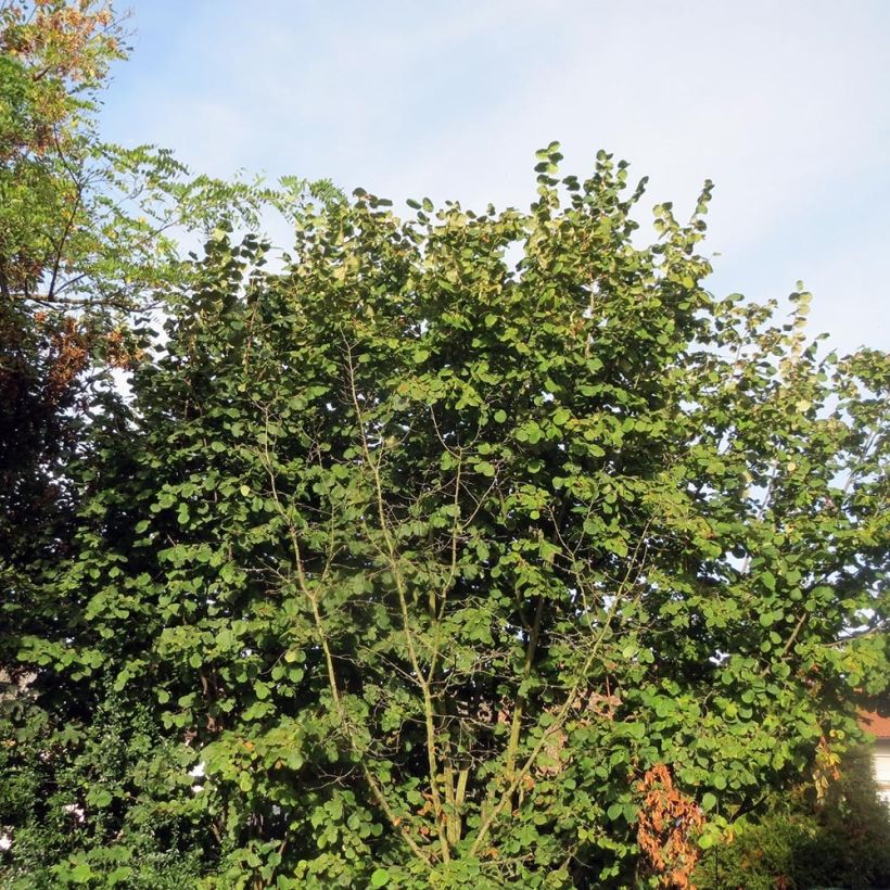 Corylus avellana Webbs Prize Cobb - Noisetier commun (Port)