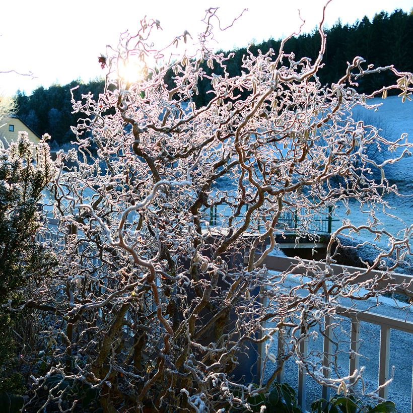 Corylus avellana contorta Medusa - Noisetier tortueux nain (Port)