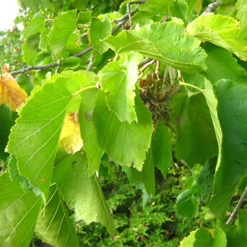 Corylus colurna - Noisetier de Byzance (Feuillage)