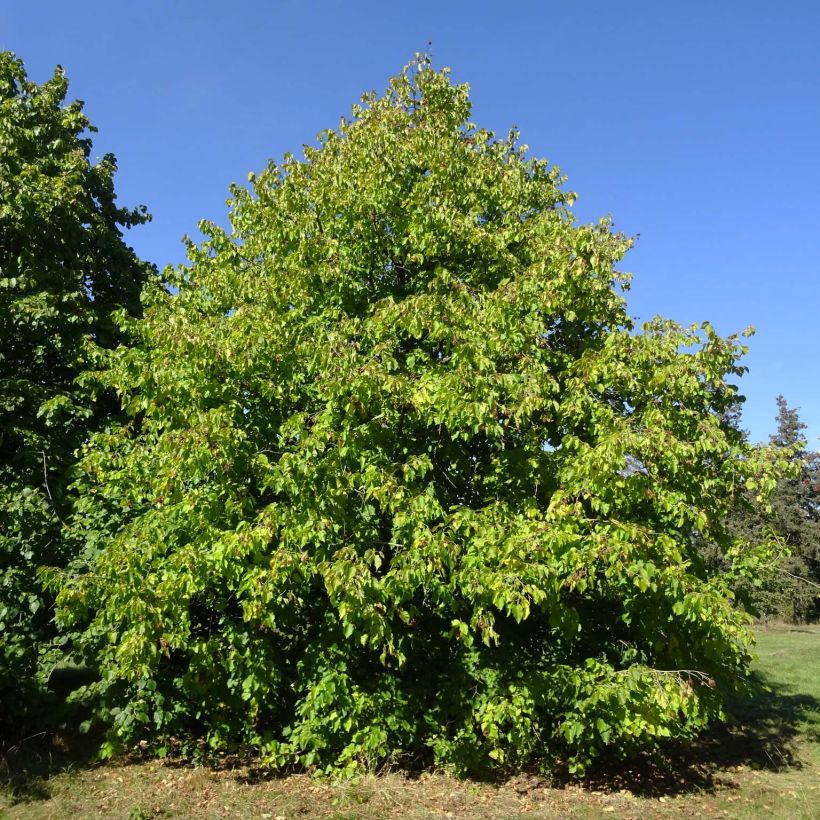 Corylus colurna - Noisetier de Byzance (Port)