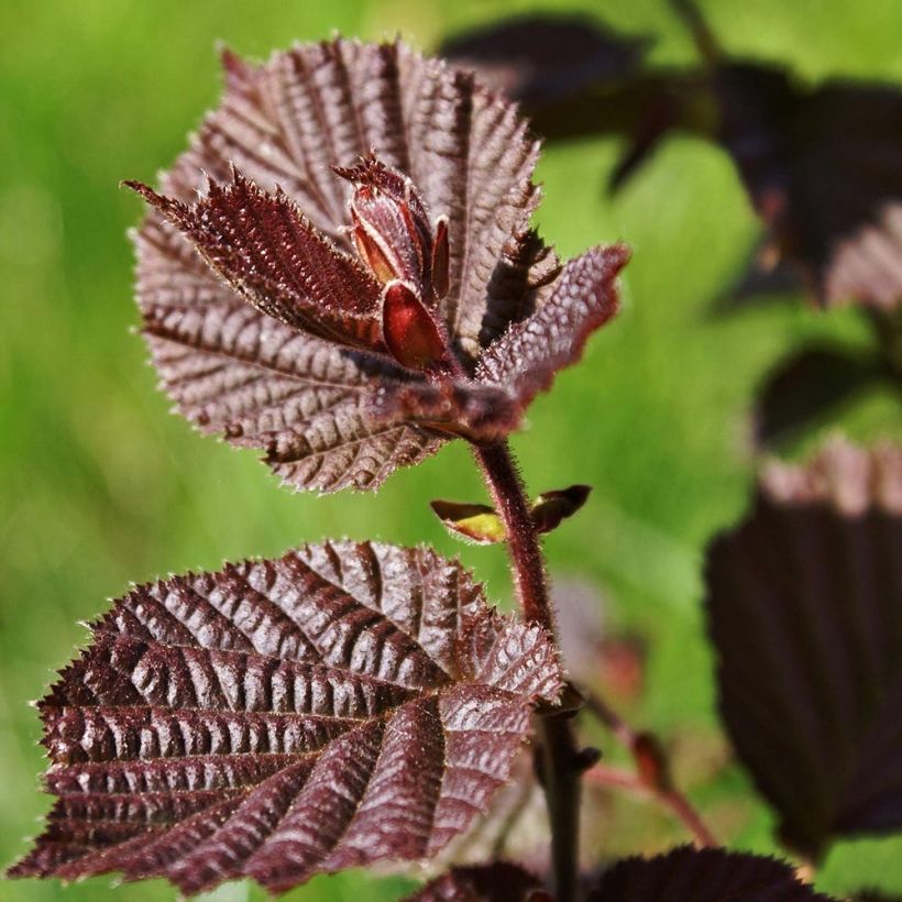 Corylus maxima Purpurea - Noisetier pourpre (Feuillage)