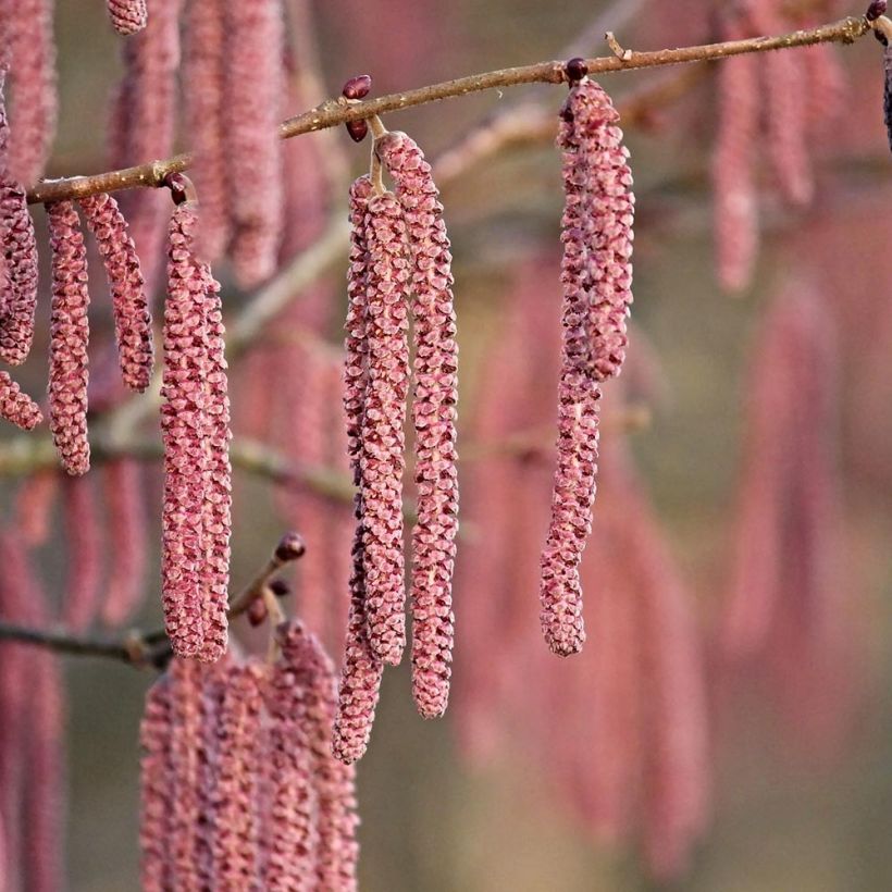 Corylus maxima Purpurea - Noisetier pourpre (Floraison)