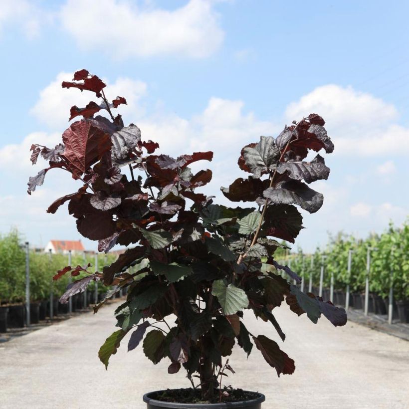 Corylus maxima Purpurea - Noisetier pourpre (Port)