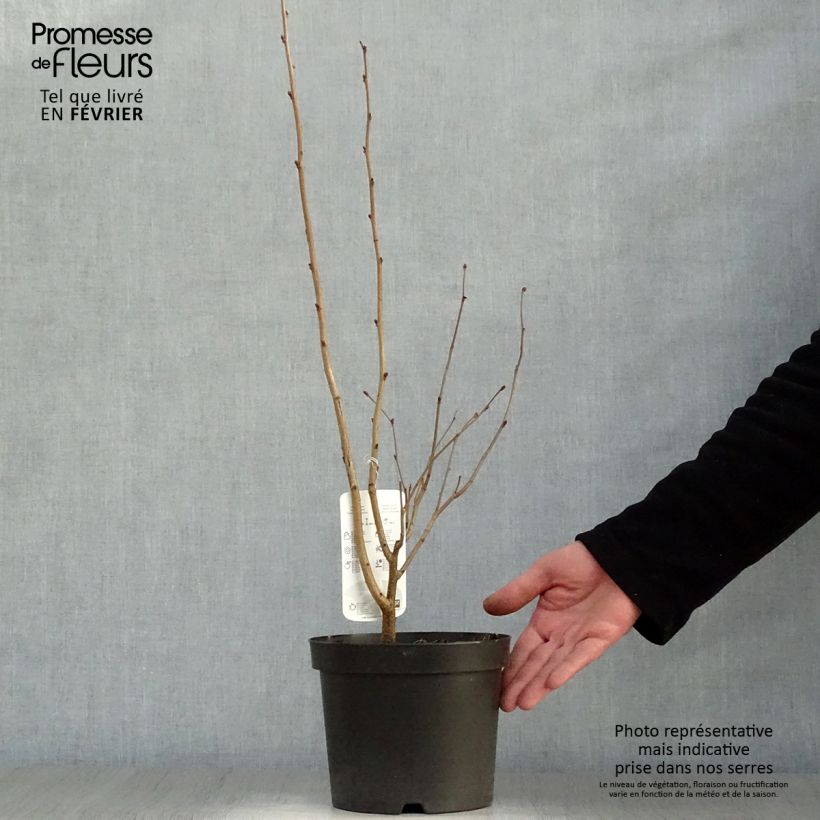 Spécimen de Corylus maxima Purpurea - Noisetier pourpre Pot de 3L/4L tel que livré en hiver