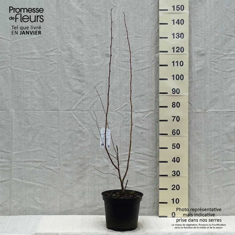 Spécimen de Corylus maxima Purpurea - Noisetier pourpre Pot de 7,5L/10L tel que livré en hiver