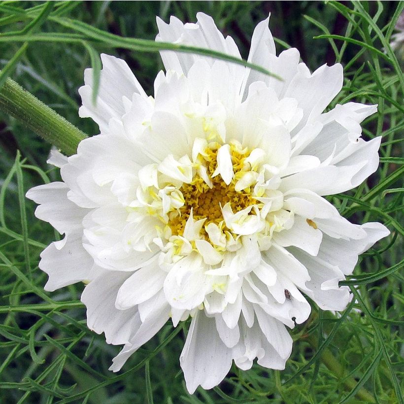 Graines de Cosmos Double Click Snow Puff - Cosmos bipinnatus (Floraison)