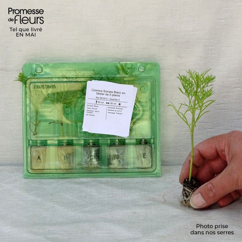Spécimen de Cosmos Sonata Blanc Mini-motte Ø 1,5/2,5 cm, Livré en plant vert de 5 à 10 cm de hauteur tel que livré au printemps