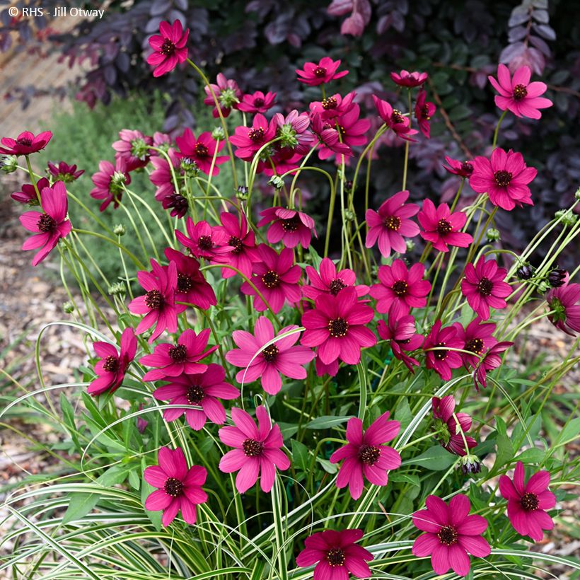 Cosmos Cherry Chocolate (Port)