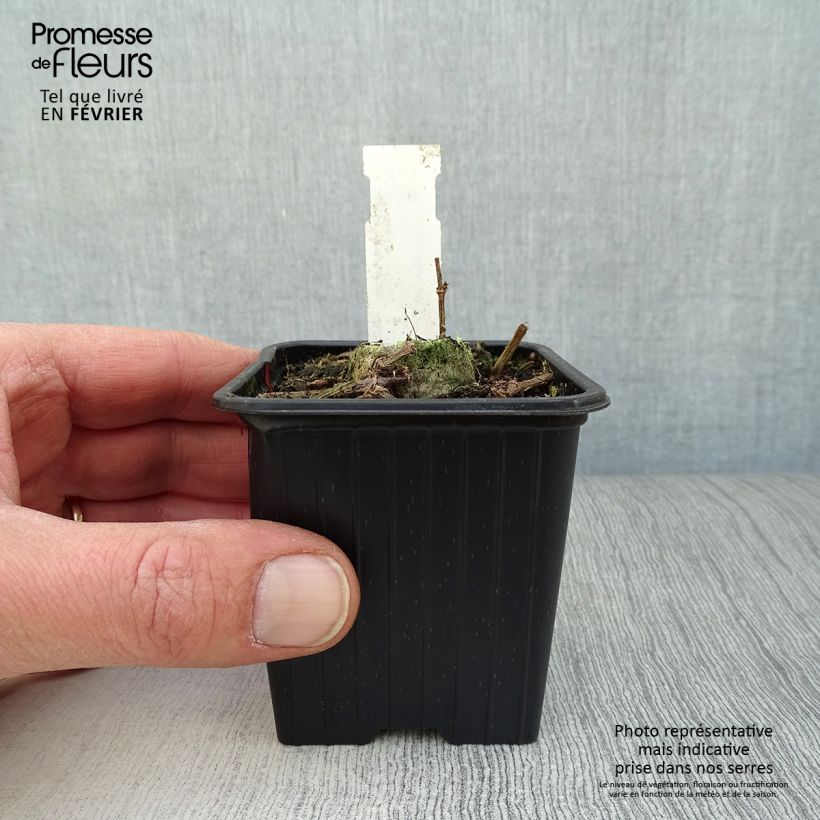 Spécimen de Cosmos atrosanguineus Chocamocha - Cosmos chocolat Godet de 7/8 cm tel que livré en hiver