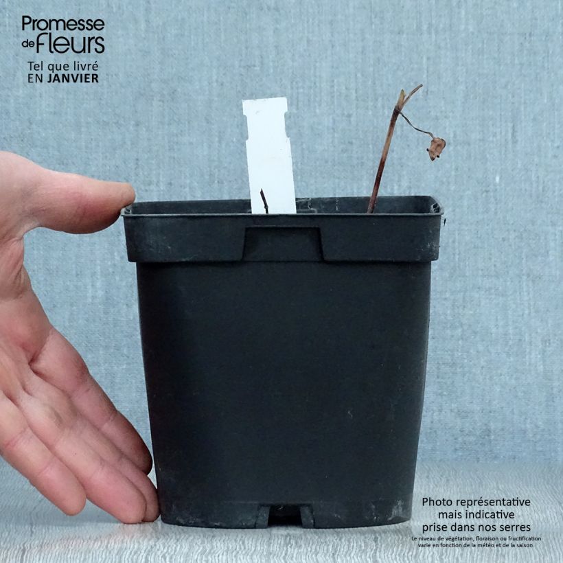 Spécimen de Cosmos atrosanguineus Chocamocha - Cosmos chocolat Pot de 2L/3L tel que livré en hiver