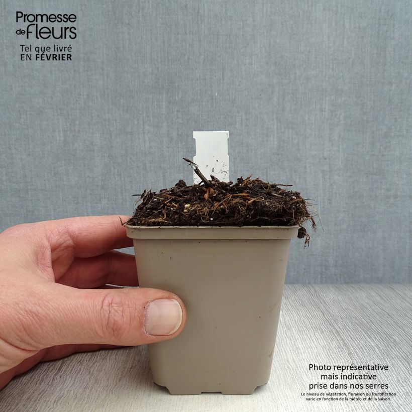 Spécimen de Cosmos atrosanguineus Eclipse - Cosmos chocolat Godet de 8/9 cm tel que livré en hiver