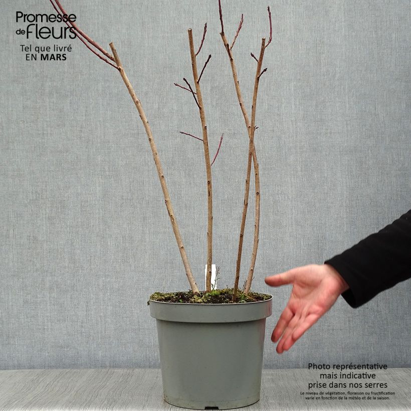 Spécimen de Cotinus Grace - Arbre à perruque Pot de 7,5L/10L tel que livré en hiver