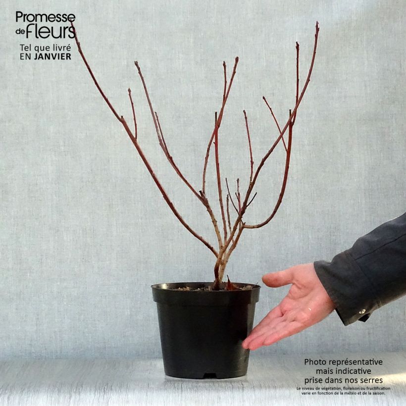 Spécimen de Cotinus Grace - Arbre à perruque Pot de 2L/3L tel que livré en hiver