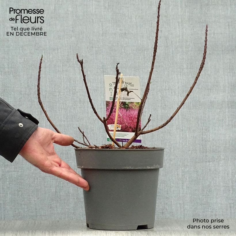 Spécimen de Cotinus Smokey Joe - Arbre à perruque Pot de 3L/4L tel que livré en hiver