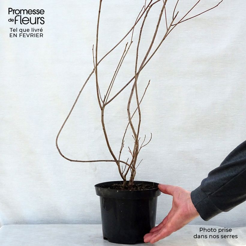 Spécimen de Cotinus coggygria - Arbre à Perruques Pot de 3L/4L tel que livré en hiver