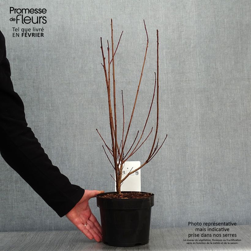 Spécimen de Cotinus coggygria Dusky Maiden - Arbre à Perruques Pot de 3L/4L tel que livré en hiver
