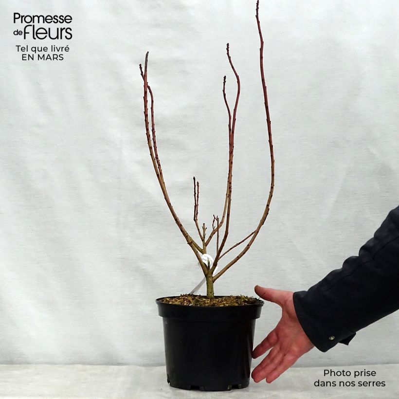 Spécimen de Cotinus coggygria Flamissimo - Arbre à perruque Pot de 3L/4L tel que livré au printemps