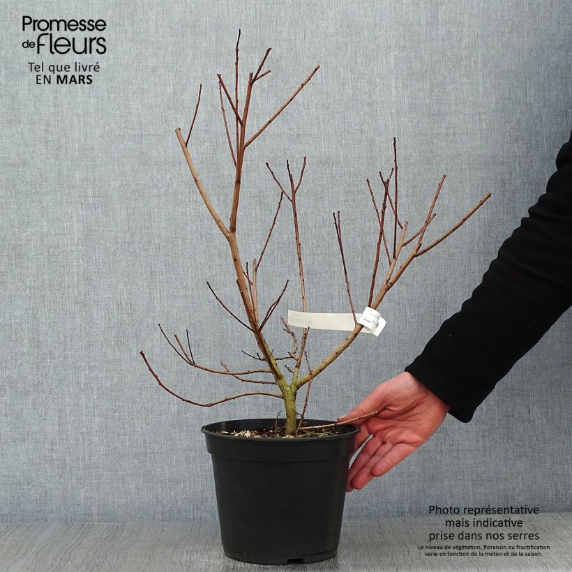 Spécimen de Cotinus coggygria Flamissimo - Arbre à perruque Pot de 3L/4L tel que livré en hiver