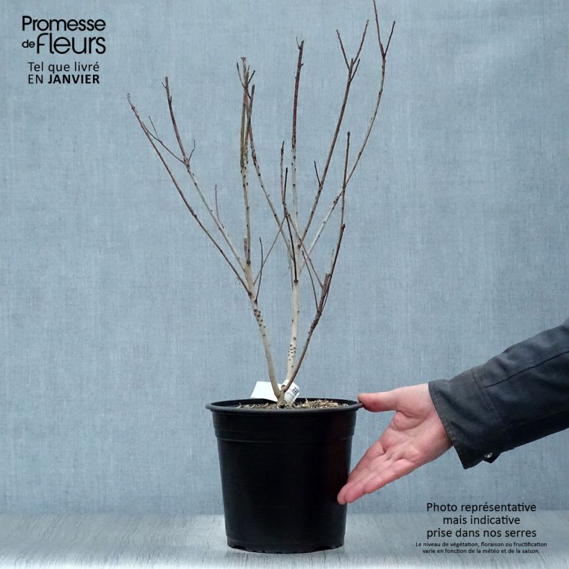 Spécimen de Cotinus coggygria Golden Lady - Arbre à perruque Pot de 3L/4L tel que livré en hiver