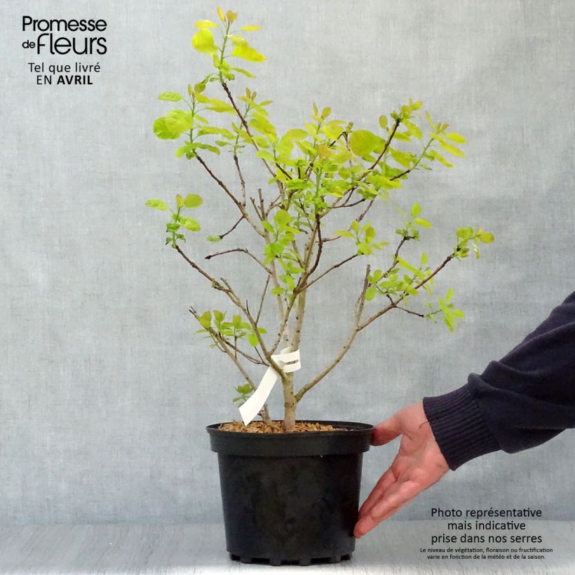 Spécimen de Cotinus coggygria Golden Lady - Arbre à perruque Pot de 3L/4L tel que livré au printemps