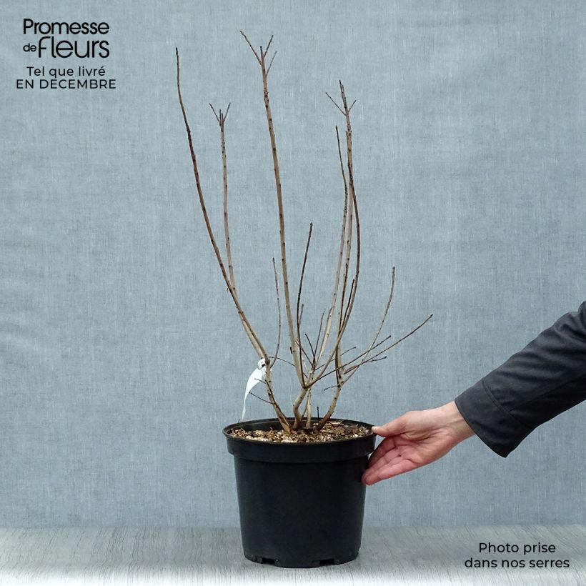 Spécimen de Cotinus coggygria Golden Lady - Arbre à perruque Pot de 7,5L/10L tel que livré en hiver