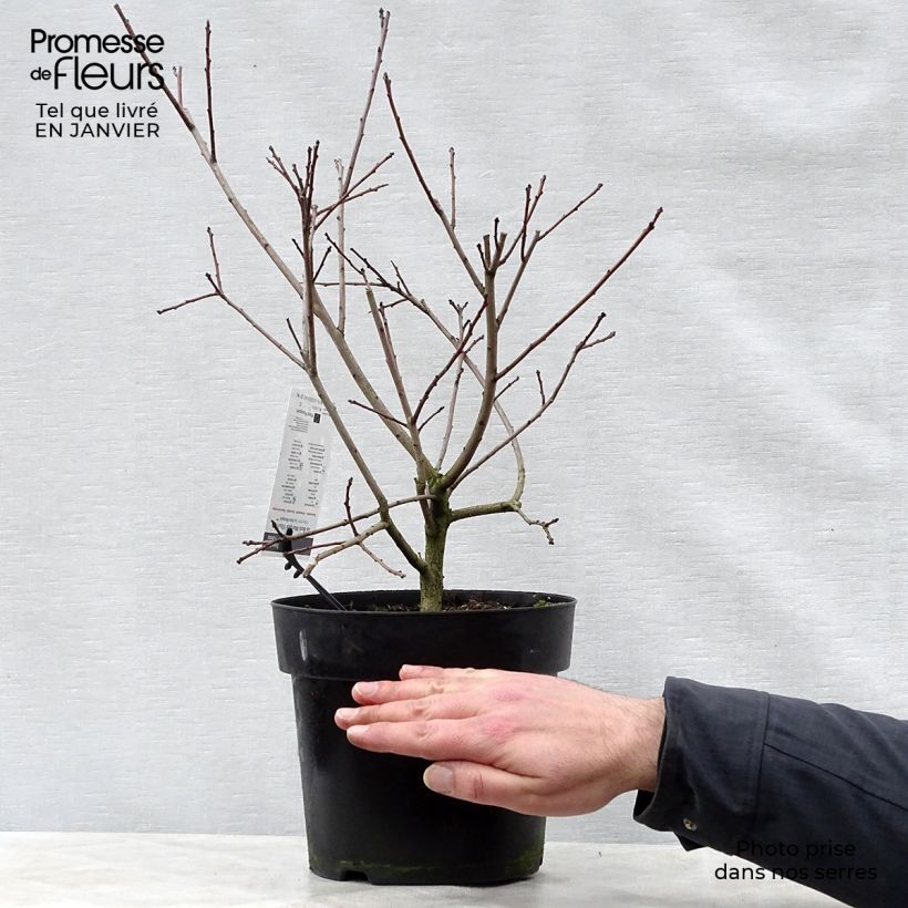 Spécimen de Cotinus coggygria Lilla - Arbre à perruque nain. Pot de 3L/4L tel que livré en hiver