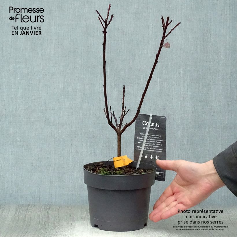 Spécimen de Cotinus coggygria Royal Purple - Arbre à perruque  Pot de 2L/3L tel que livré en hiver