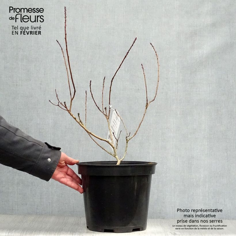 Spécimen de Cotinus coggygria Royal Purple - Arbre à perruque  Pot de 4L/5L tel que livré en hiver