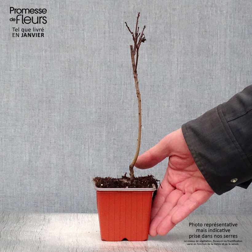 Spécimen de Cotinus coggygria Royal Purple - Arbre à perruque  Godet de 8/9 cm tel que livré en hiver