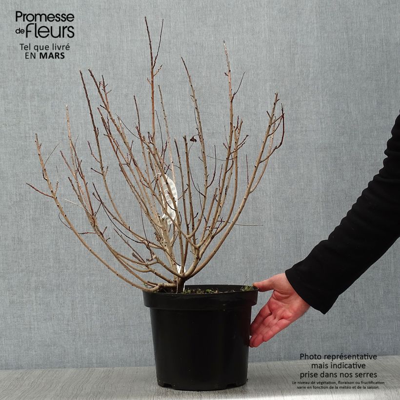 Spécimen de Cotinus coggygria Young Lady - Arbre à Perruque Pot de 6L/7L tel que livré en hiver