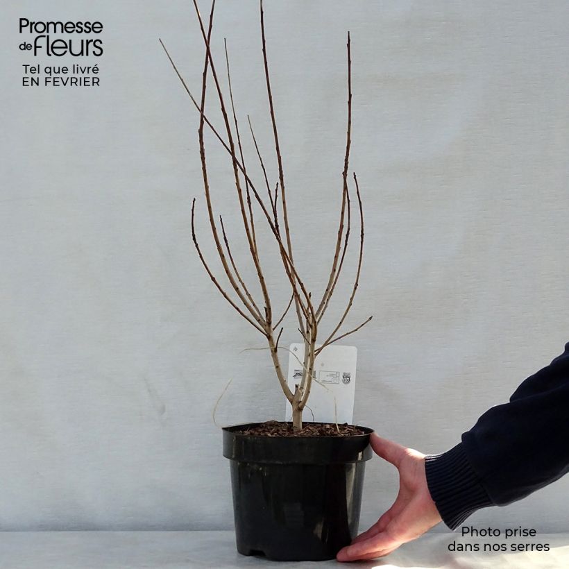 Spécimen de Cotinus coggygria Young Lady - Arbre à Perruque Pot de 2L/3L tel que livré en hiver