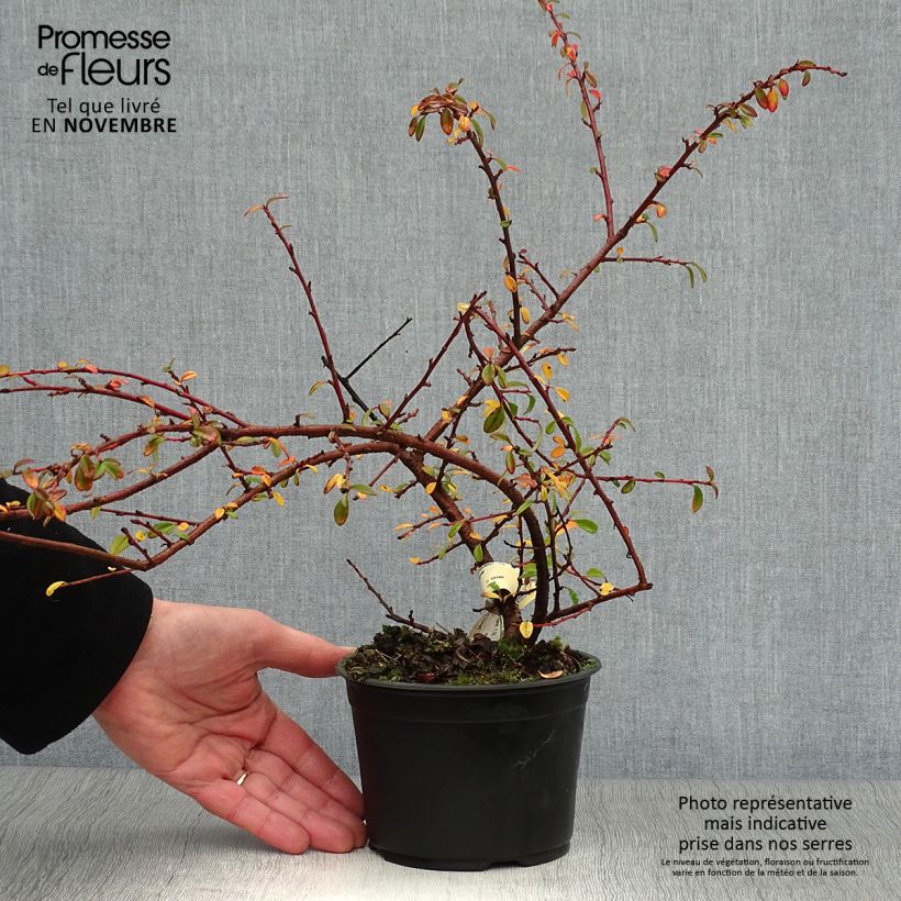 Spécimen de Cotonéaster suecicus Skogholm Pot de 1L/1,5L tel que livré en automne