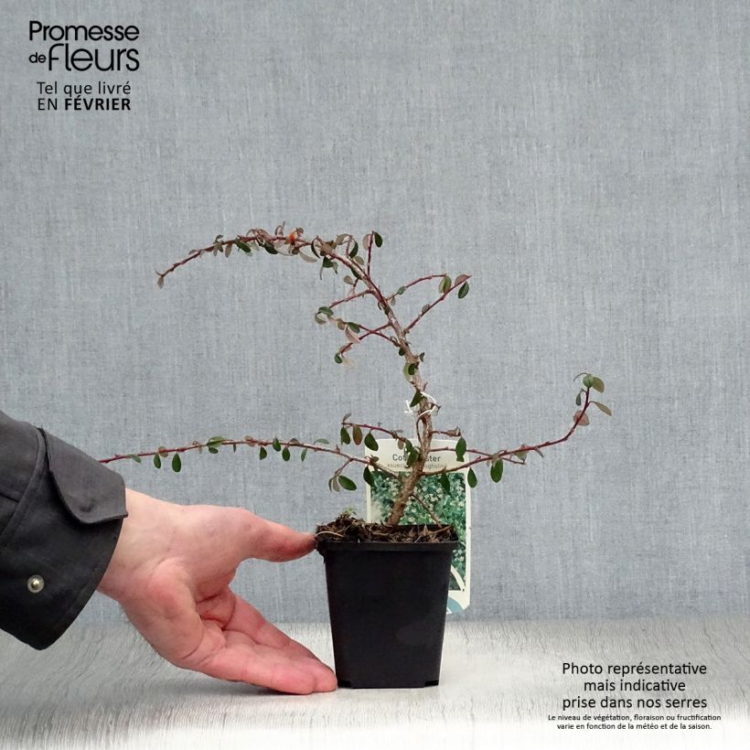 Spécimen de Cotonéaster suecicus Skogholm Godet de 8/9 cm tel que livré en hiver