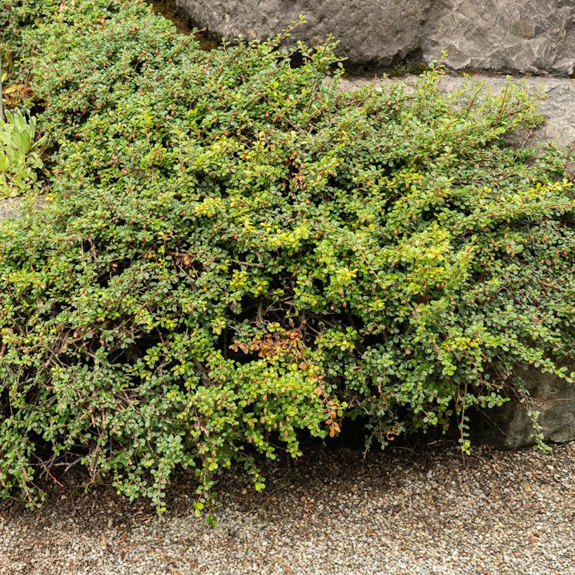 Cotoneaster adpressus - Cotonéaster rampant. (Port)
