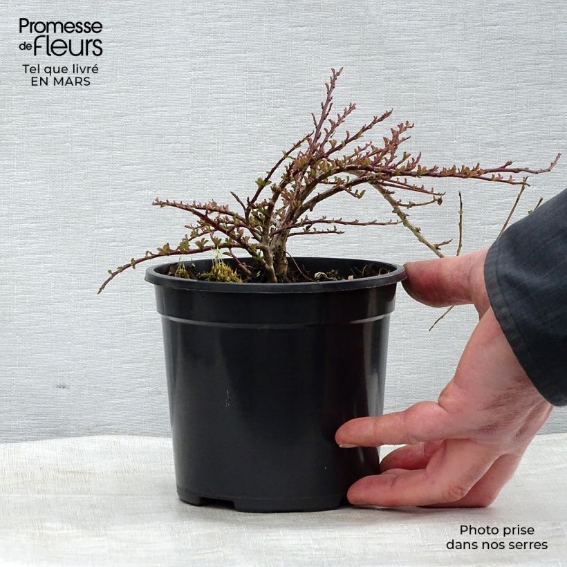 Spécimen de Cotoneaster adpressus - Cotonéaster rampant. Pot de 1,5L/2L tel que livré en hiver