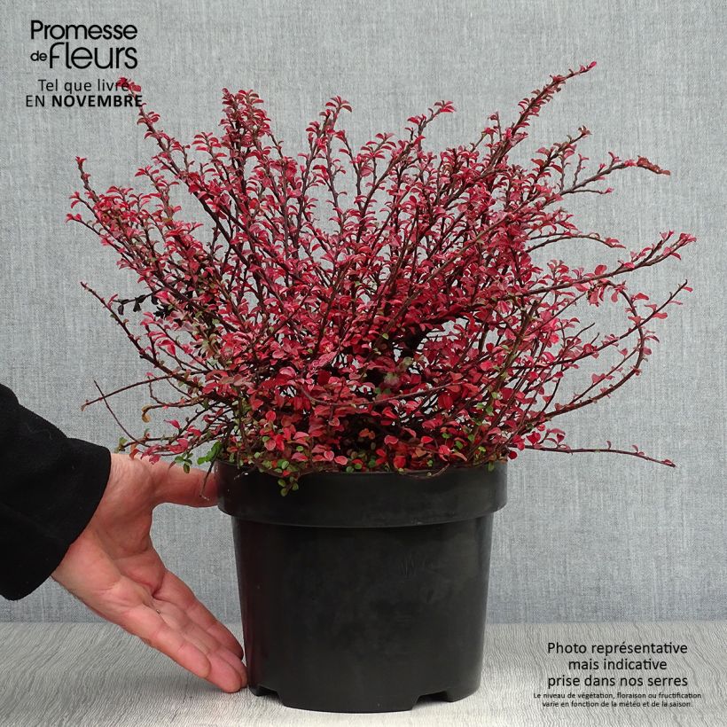 Spécimen de Cotoneaster adpressus Little Gem Pot de 2L/3L tel que livré en automne