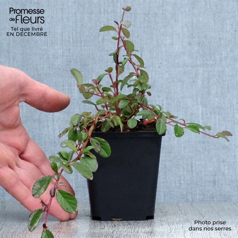 Spécimen de Cotoneaster dammeri - Cotoneaster de Dammer Godet de 8/9 cm tel que livré en hiver