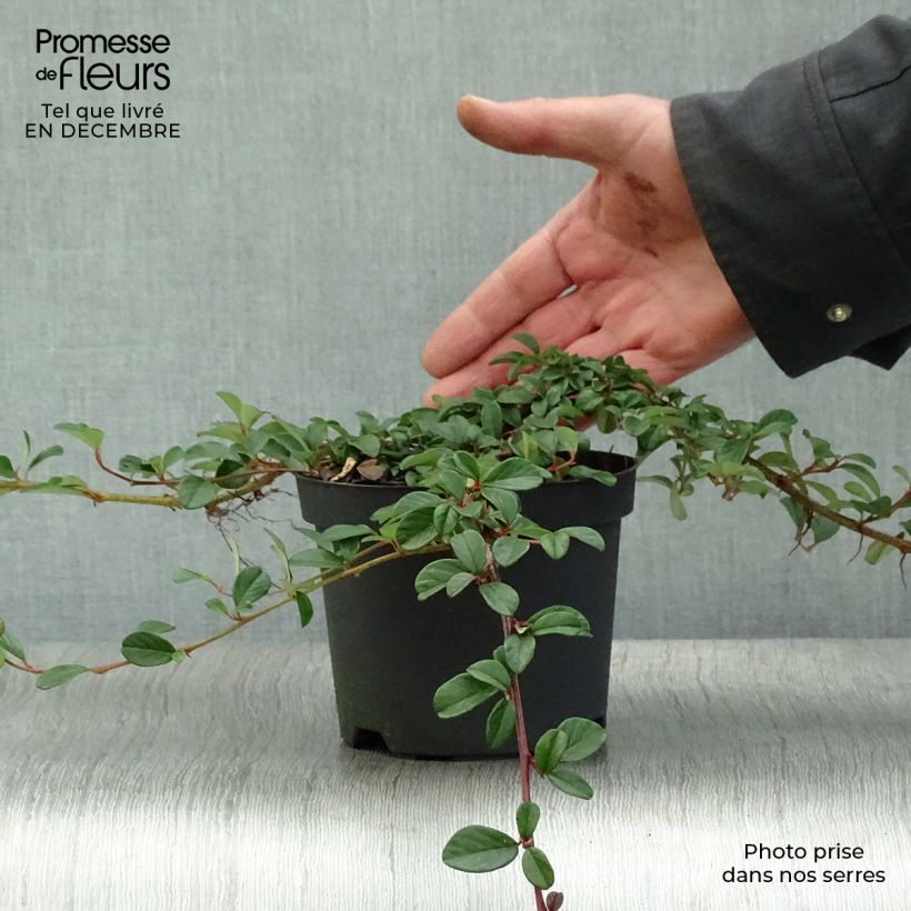 Spécimen de Cotoneaster dammeri - Cotoneaster de Dammer Pot de 1L/1,5L tel que livré en hiver