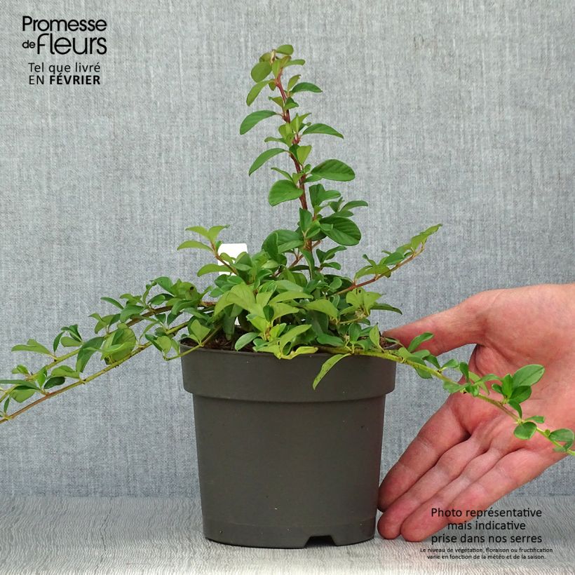 Spécimen de Cotoneaster dammeri - Cotoneaster de Dammer Pot de 1L/1,5L tel que livré en automne